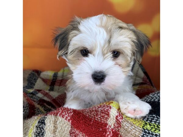 Maltese / Yorkshire Terrier DOG Male 530 Petland Charleston