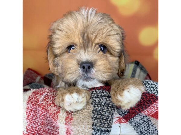 Poodle Toy-DOG-Male-Chocolate Merle-526-Petland Charleston