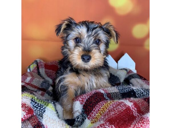 Yorkshire Terrier DOG Female Black / Tan 519 Petland Charleston