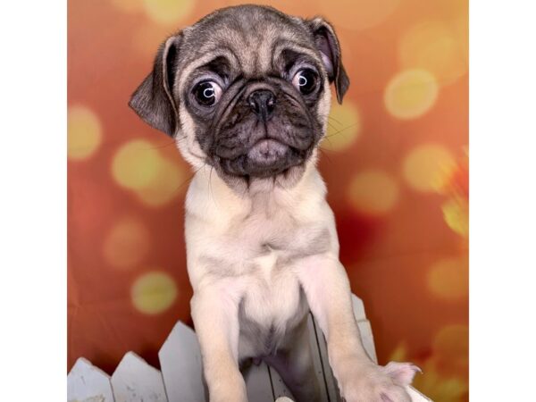 Pug DOG Female Fawn 515 Petland Charleston