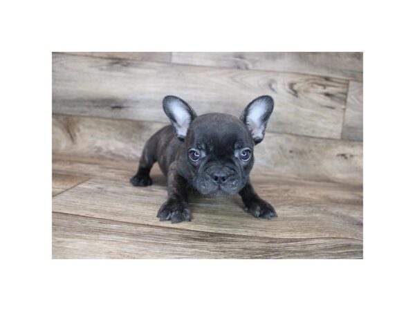 French Bulldog DOG Female Brindle 542 Petland Charleston