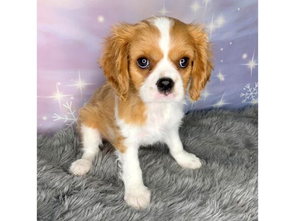 Cavalier King Charles Spaniel DOG Male Blenheim 563 Petland Charleston