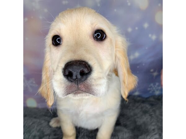 Golden Retriever DOG Male Golden 565 Petland Charleston