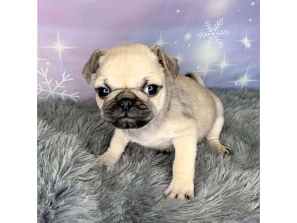 Pug DOG Male Fawn 571 Petland Charleston