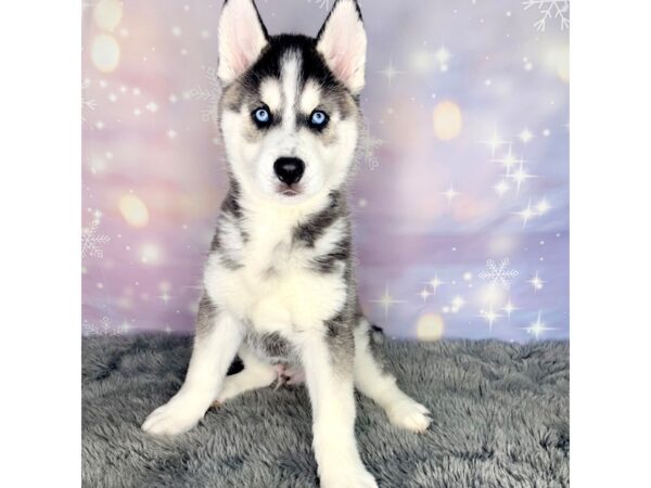 Siberian Husky DOG Male Black / White 579 Petland Charleston