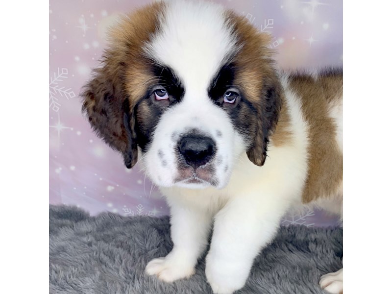 Saint bernard with blue eyes cheap
