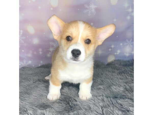 Pembroke Welsh Corgi DOG Male Sable / White 591 Petland Charleston