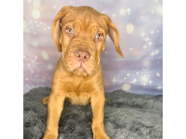 Dogue De Bordeaux-DOG-Male-Red-576-Petland Charleston