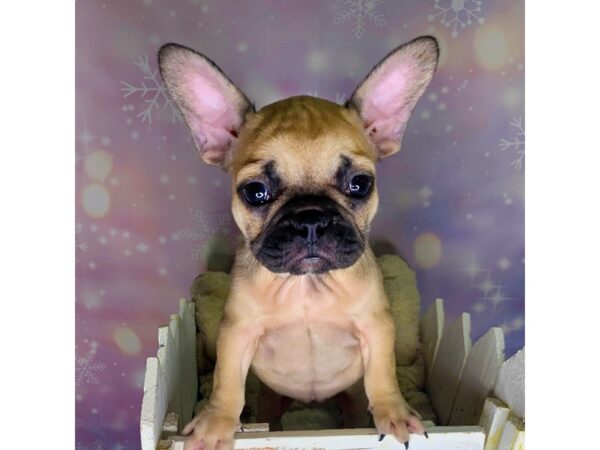 French Bulldog DOG Female Fawn 598 Petland Charleston