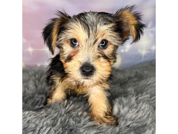 Yorkshire Terrier DOG Female BLK TAN 604 Petland Charleston