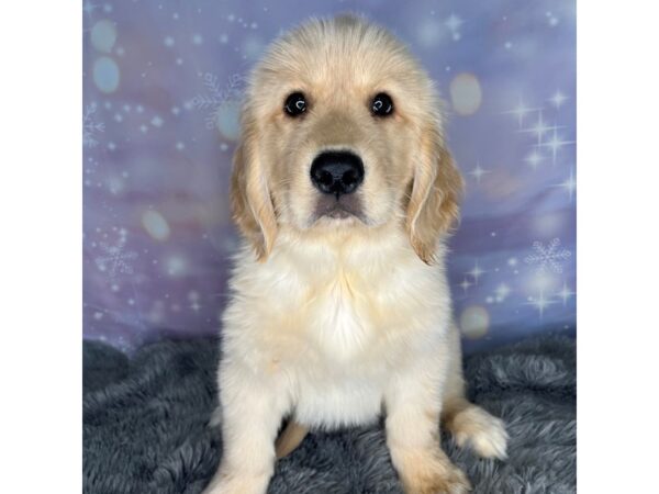 Golden Retriever DOG Male Gold 602 Petland Charleston