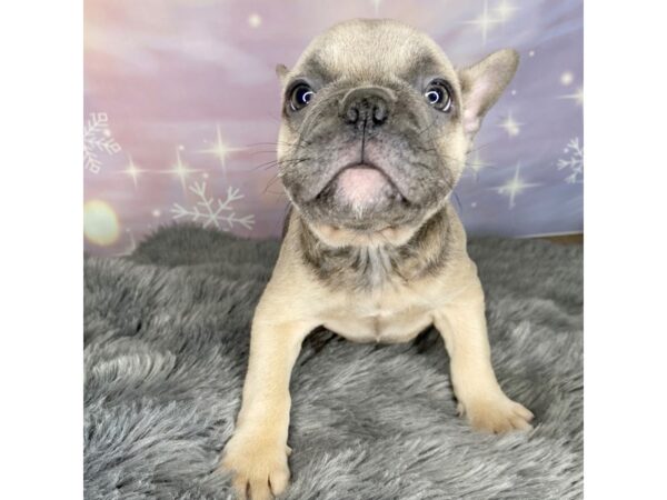 French Bulldog DOG Male Blue 616 Petland Charleston