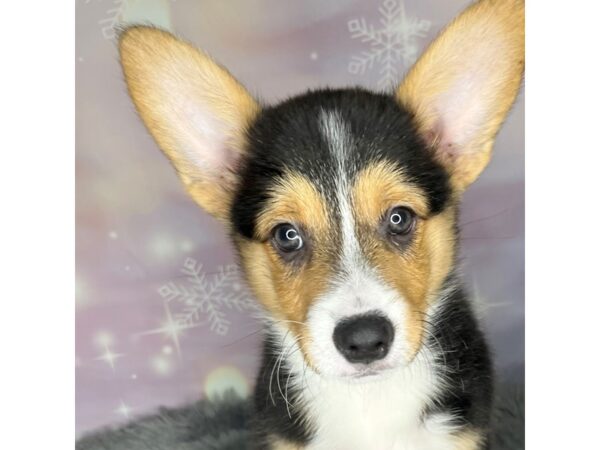 Pembroke Welsh Corgi DOG Male Black White / Tan 630 Petland Charleston