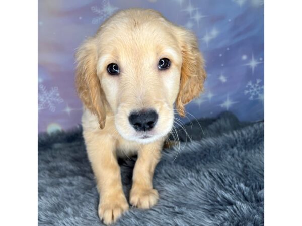 Golden Retriever DOG Female Golden 628 Petland Charleston