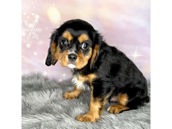 Cavalier King Charles Spaniel DOG Male Black / Tan 626 Petland Charleston