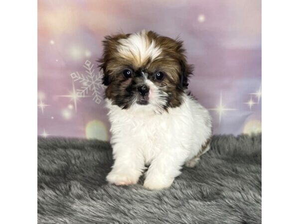 Shih Tzu-DOG-Male-BRN WH-618-Petland Charleston