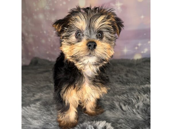 Yorkshire Terrier DOG Male Black / Tan 635 Petland Charleston