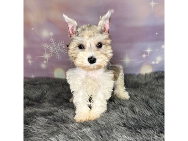 Miniature Schnauzer-DOG-Female-Brown-633-Petland Charleston
