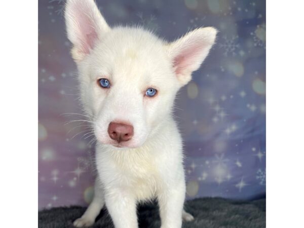 Siberian Husky DOG Female White 656 Petland Charleston