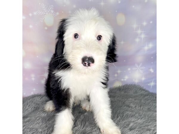 Old English Sheepdog-DOG-Male-Black & White-684-Petland Charleston