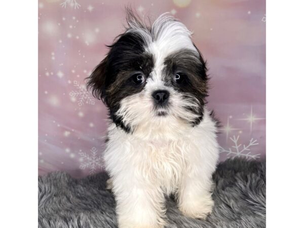 Shih Tzu-DOG-Male-Brindle / White-695-Petland Charleston