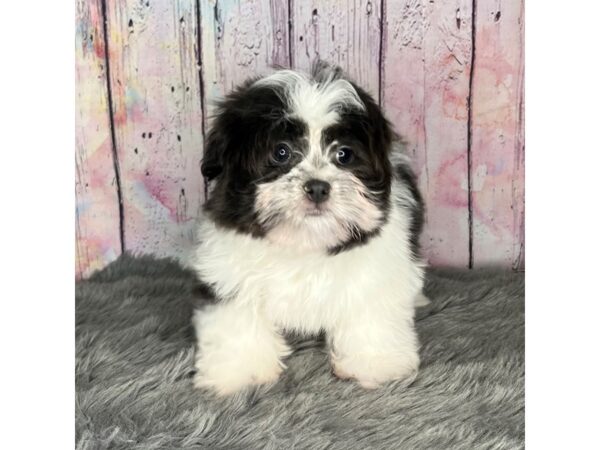 Shih Tzu/ Pomeranian DOG Female 701 Petland Charleston