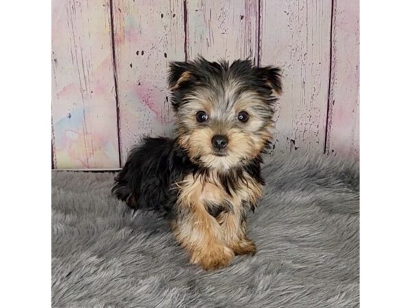 Yorkshire Terrier-DOG-Female-Black / Tan-729-Petland Charleston