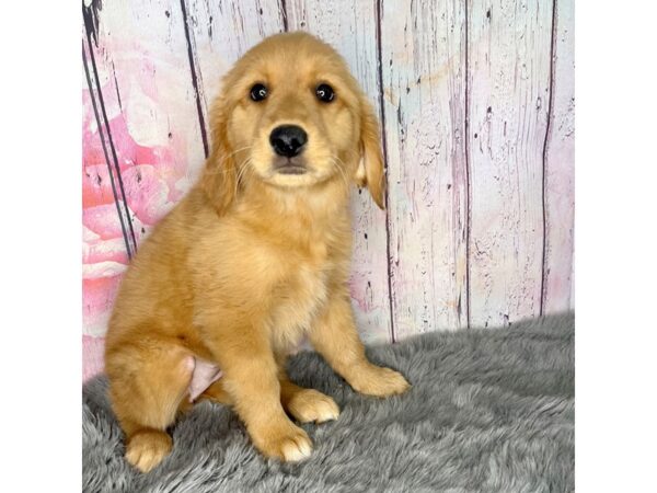 Golden Retriever DOG Female Golden 755 Petland Charleston