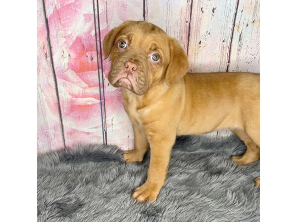 Dogue de Bordeaux DOG Female Red 781 Petland Charleston