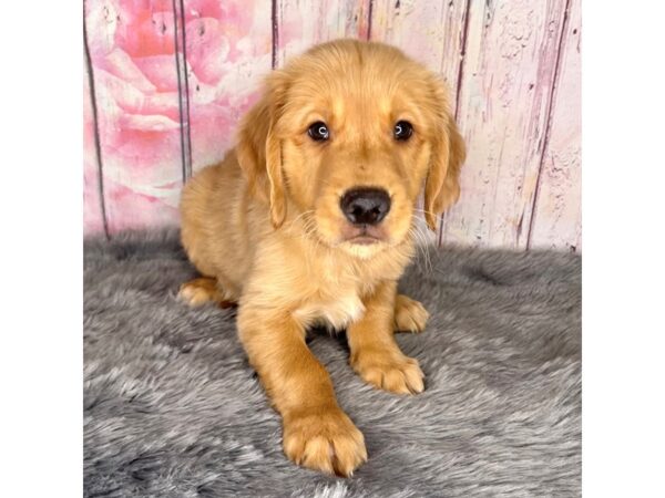 Golden Retriever DOG Male Golden 792 Petland Charleston