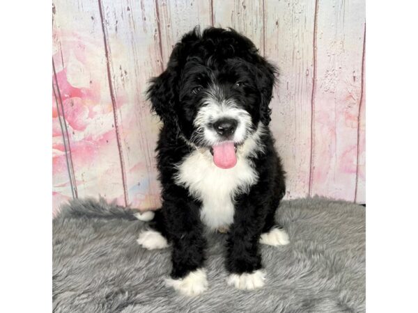 Bernadoodle DOG Male Black / White 832 Petland Charleston