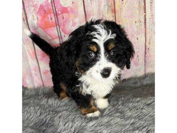 Bernedoodle Mini DOG Female Tri-Colored 830 Petland Charleston