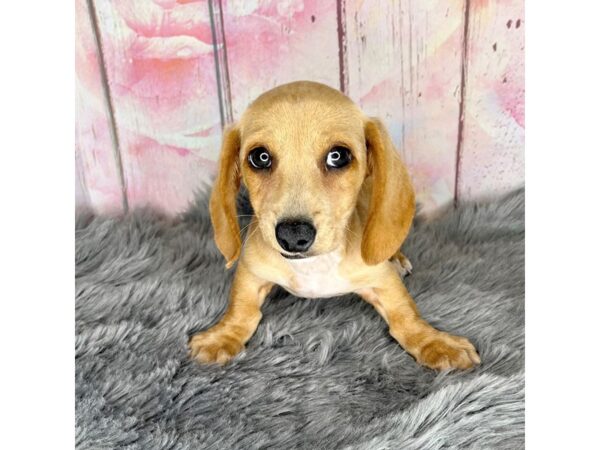 Dachshund-DOG-Male-White / Tan-829-Petland Charleston