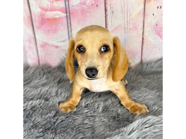 Dachshund DOG Male White / Tan 829 Petland Charleston