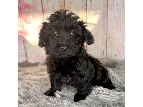 Yorkiepoo DOG Male Black 851 Petland Charleston