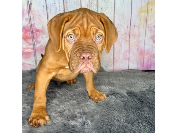 Dogue De Bordeaux-DOG-Male-Red-842-Petland Charleston