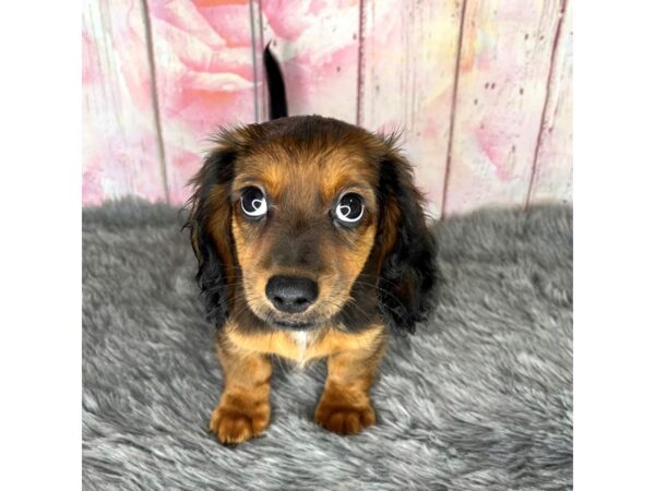 Dachshund-DOG-Female-Wild Boar-871-Petland Charleston