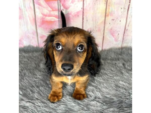 Dachshund DOG Female Wild Boar 871 Petland Charleston