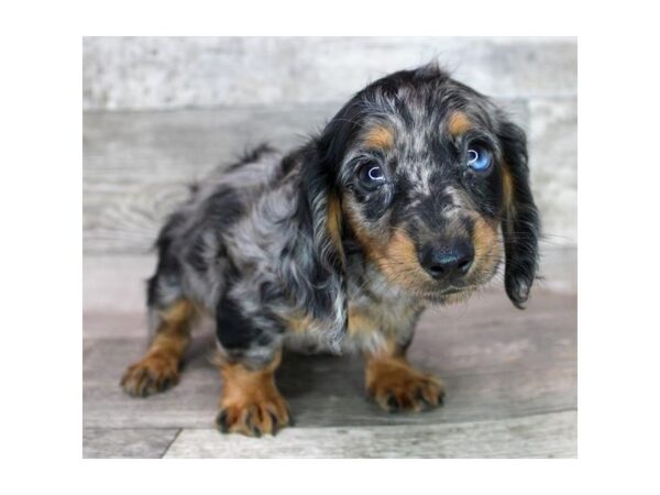 Dachshund DOG Male Black / Tan 895 Petland Charleston