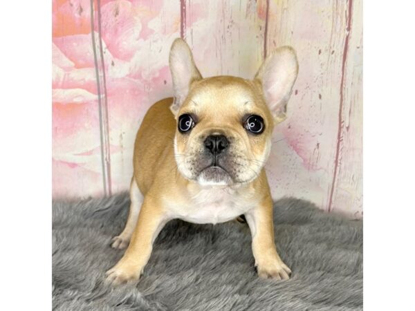 2nd Gen. Frenchton-DOG-Male-Fawn-898-Petland Charleston