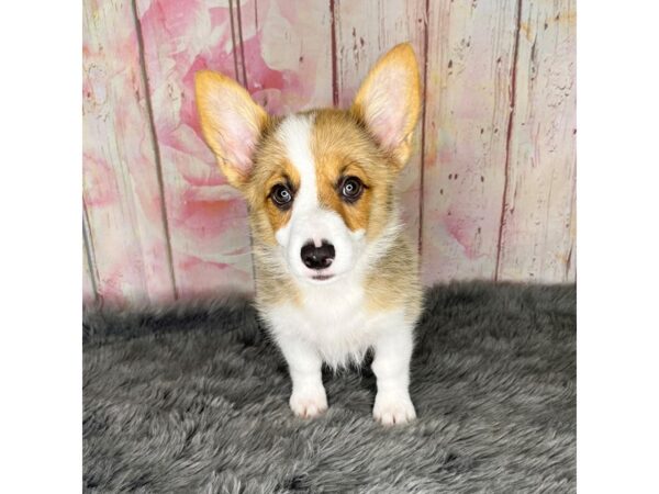 Auggie-DOG-Female-Sable-885-Petland Charleston