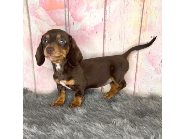 Dachshund DOG Female Chocolate / Tan 906 Petland Charleston