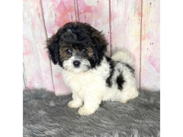 Shihpoo DOG Female Brown White 903 Petland Charleston