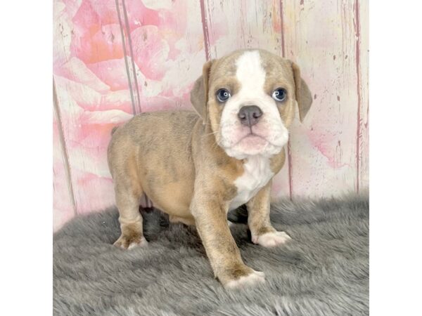 Olde English Bulldogge DOG Male Blue Sable 924 Petland Charleston