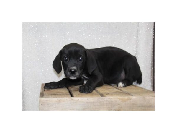 Cane Corso DOG Male Black 982 Petland Charleston