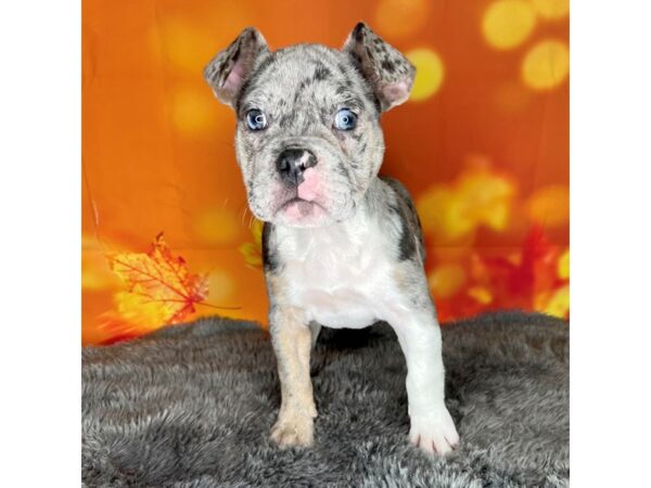 Mini Bullies DOG Female Blue Merle 972 Petland Charleston