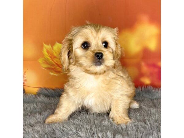 Peke Poo DOG Female 989 Petland Charleston