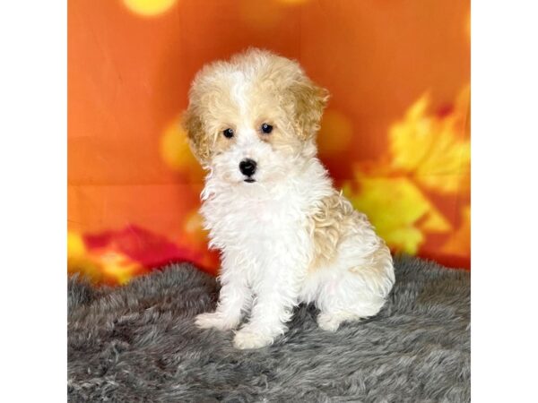 Miniature Poodle DOG red-parti 1017 Petland Charleston