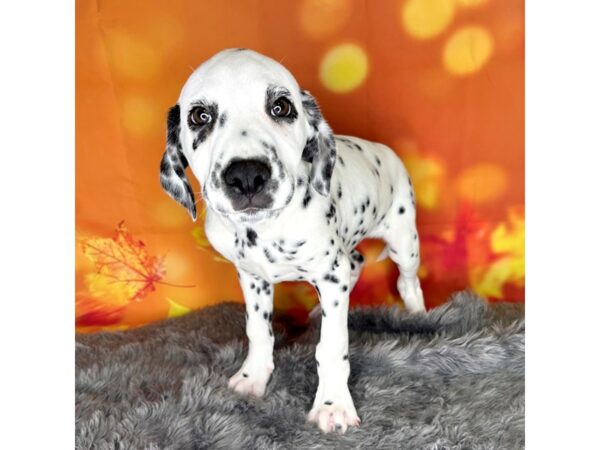 Dalmatian DOG Male Black / White 1015 Petland Charleston