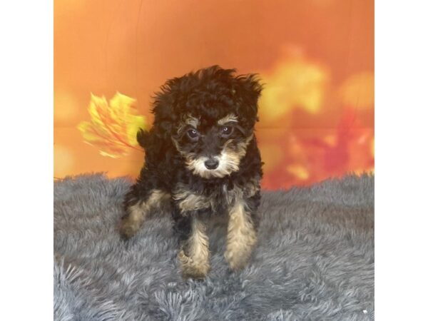 Miniature Poodle DOG Female Black and Tan 1036 Petland Charleston